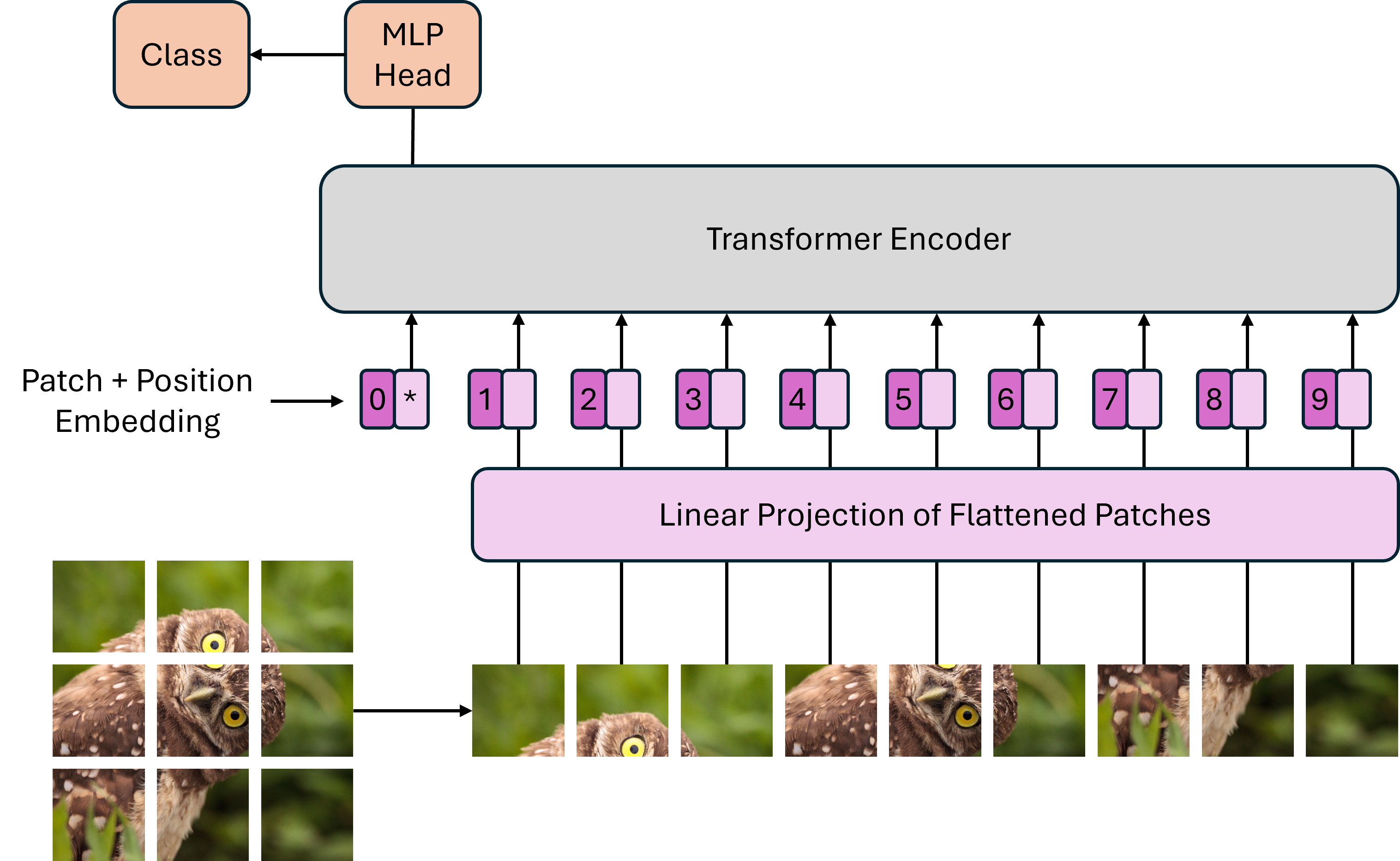 An illustration of the image tokenization process used in ViT. An image is split into fixed-size patches, which are then linearly projected and combined with positional embeddings to form a sequence of input vectors for the transformer encoder.